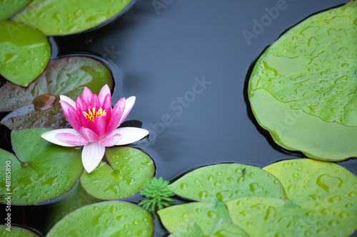 Photo: Pink waterlily Pink waterlily