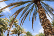 Oasis in the middle of a desert (Oman)