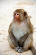 Cute monkey on the beach, full body, close-up, Asia