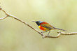 Photo: Green-tailed Sunbird on the branch from Doi inthanon, thailand Green-tailed Sunbird on the branch from Doi inthanon, thailand