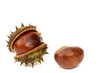 Zwei Kastanien