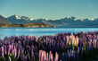 Lake Tekapo with Aroki Mt.Cook, New Zealand