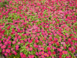 Pink flowers in the garden.