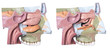Isolated cross section of a human head