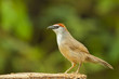 Chestnut-capped babbler from thailand