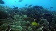 Thriving reef