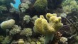 Colorful reef