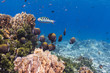 Collared butterflyfish at Similan island