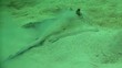 lagoon ray
