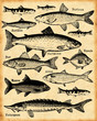 poissons