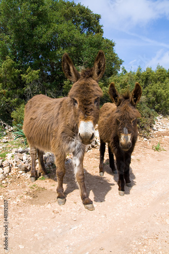 Photo: Famiglia di Asini - Sardegna Famiglia di Asini - Sardegna