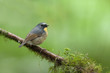 Snowy-browed Flycatcher from Doi inthanon, thailand