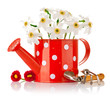 white spring flowers in red vase isolated on white background