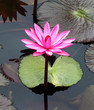 pInk lotus