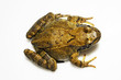 Grasfrosch_0312