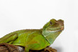Photo: Agama Agama