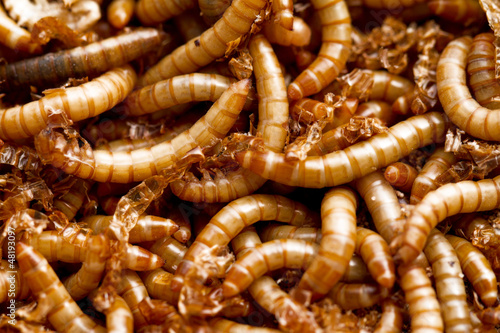 Photo: mealworms mealworms