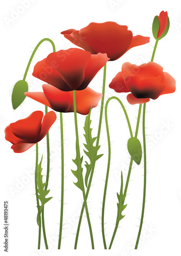 Vector: red poppy flowers, vector illustration red poppy flowers, vector illustration