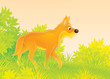 Wild dog dingo