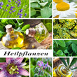Heilpflanzen - Kräuter - Öl
