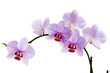 Photo: Pink orchid isolated on white background Pink orchid isolated on white background