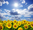 sunflower field