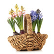 Basket spring flowers