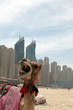Camel.