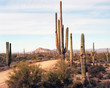 Desert Road