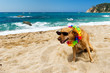 Dog On Tropical Vacation