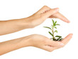 woman's hands are holding a money tree