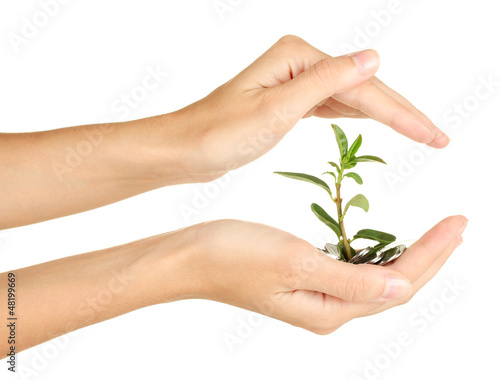 Photo: woman's hands are holding a money tree woman's hands are holding a money tree