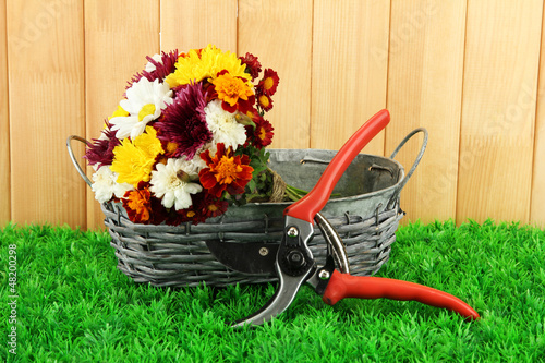 Photo: Secateurs with flowers in basket on fence background Secateurs with flowers in basket on fence background