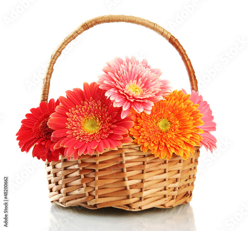 Photo: beautiful gerbera flowers in basket isolated on white beautiful gerbera flowers in basket isolated on white