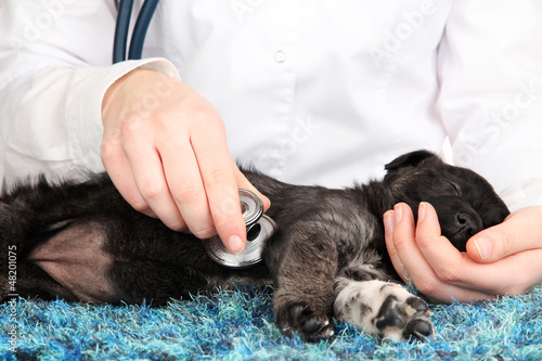 Photo: vet checking the heart rate of puppy vet checking the heart rate of puppy