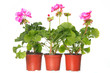three pot with pink geraniums