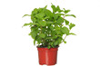 Fresh mint herb on a pot over white.