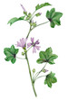 Malva sylvestris - malva