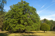 Big green oak in the estate Budmerice, District Pezinok Slovakia