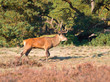 Photo: Male red deer (Cervus elaphus) with juvenile Male red deer (Cervus elaphus) with juvenile