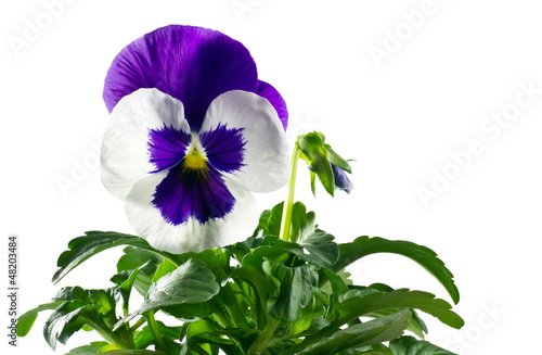 Photo: viola del pensiero in vaso viola del pensiero in vaso