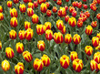 canvas print picture Field of "Cape Cod" Tulips