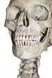 Human skull  isolated