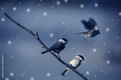 Photo: birds in winter birds in winter