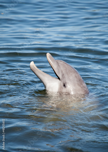 Photo: Lustiger Delfin im Wasser Lustiger Delfin im Wasser