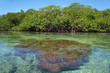 Hard coral in shallow waters