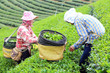 CHIANG RAI, THAILAND - DEC 24: Women from Thailand breaks tea le