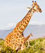 Free Giraffe in Kenya