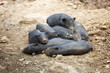 Black piglets in heap