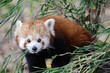 Photo: Red Panda Red Panda